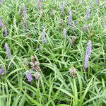 Liriope muscari 'Lilac Wonder' - Leliegras - Liriope muscari 'Lilac Wonder'