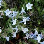 Lithodora diffusa 'Cambridge Blue' - Parelzaad/Steenzaad