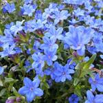 Lithodora diffusa 'Heavenly Blue' - Parelzaad/Steenzaad - Lithodora diffusa 'Heavenly Blue'