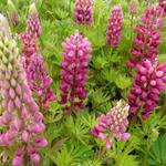 Lupine - Lupinus 'GALLERY Red'