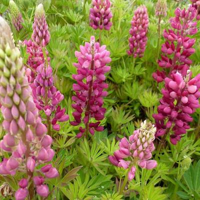 Lupinus 'GALLERY Red' - Lupine