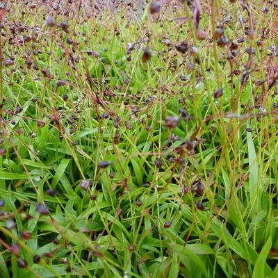 Luzula pilosa 'Igel' - Ruige veldbies