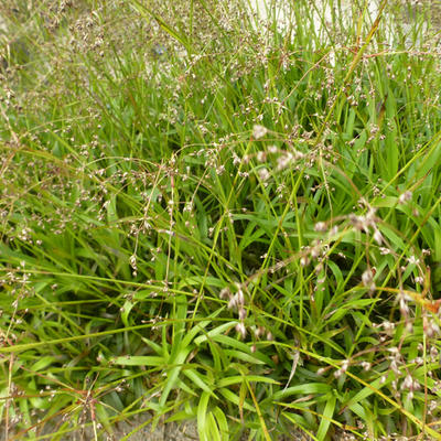 Grote veldbies - Luzula sylvatica 'Bromel'