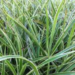 Veldbies - Luzula sylvatica ‘Marginata’