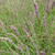 Molinia caerulea subsp. caerulea 'Moorhexe'