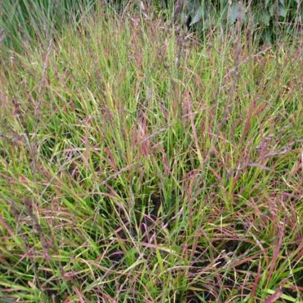 Pijpenstrootje - Molinia caerulea subsp. caerulea 'Rotschopf'