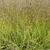Molinia caerulea subsp. caerulea 'Variegata'