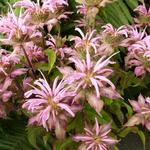 Monarda 'Croftway Pink' - Bergamotplant