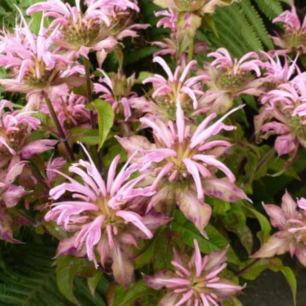 Bergamotplant - Monarda 'Croftway Pink'