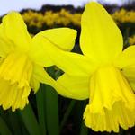 Narcissus 'February Gold' - Narcis - Narcissus 'February Gold'