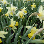 Narcissus 'Pipit' - Narcis