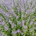 Kattekruid - Nepeta faassenii 'Walkers Low'