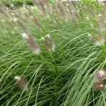 Lampepoetsersgras - Pennisetum alopecuroides 'Japonicum'