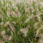 Pennisetum alopecuroides 'Little Honey' - Lampenpoetsersgras