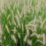 Pennisetum alopecuroides 'Magic' - Lampenpoetsersgras