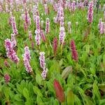 Persicaria affinis 'Donald Lowndes' - Duizendknoop