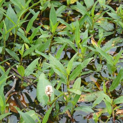 Veenwortel - Persicaria amphibia