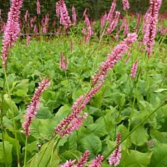 Persicaria amplexicaulis 'Jo and Guido's Form'