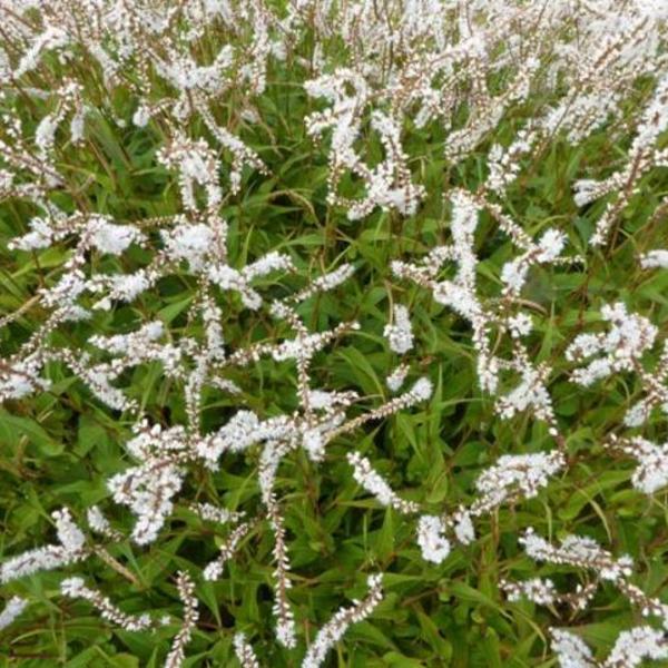 Duizendknoop - Persicaria amplexicaulis 'White Eastfield'