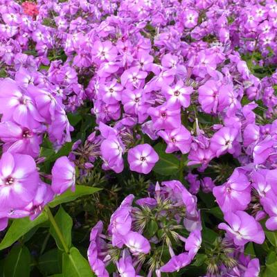 Floks, vlambloem - Phlox paniculata 'Lilac FLAME'
