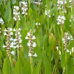 Pontederia cordata 'White Pike' - Moerashyacint, snoekkruid