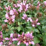 Bijenkorfje, Heelkruid - Prunella grandiflora 'Pink Loveliness'