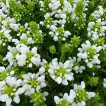 Prunella grandiflora 'White Loveliness' - Bijenkorfje/Heelkruid