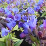 Pulmonaria angustifolia 'Blaues Meer' - Longkruid - Pulmonaria angustifolia 'Blaues Meer'