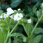 Pulmonaria officinalis 'Sissinghurst White' - Gevlekt longkruid - Pulmonaria officinalis 'Sissinghurst White'