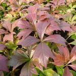 Rodgersia podophylla 'Braunlaub' - Kijkblad, Schout bij Nacht - Rodgersia podophylla 'Braunlaub'