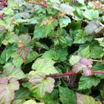 Rubus tricolor - Braambes, Chinese braambes - Rubus tricolor