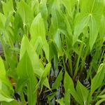 Sagittaria latifolia - Breedbladig pijlkruid - Sagittaria latifolia