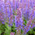 Salvia nemorosa 'SALLYROSA April Night'