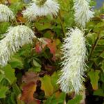 Sanguisorba tenuifolia var. alba - Pimpernel - Sanguisorba tenuifolia var. alba