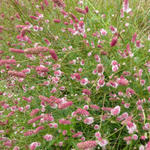 Pimpernel - Sanguisorba officinalis 'Pink Tanna'