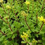 Sedum floriferum 'Weihenstepaner Gold' - Vetkruid