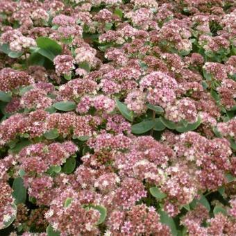 Sedum 'Stewed Rhubarb Mountain'