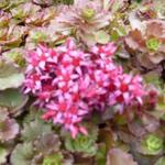 Sedum spurium 'Fuldaglut' - Kaukasische muurpeper, roze vetkruid