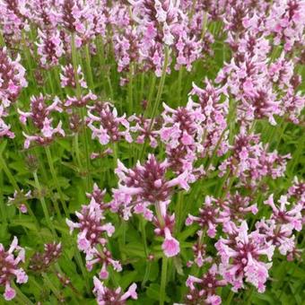 Stachys officinalis 'Pink Cotton Candy'