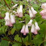 Symphytum grandiflorum 'Hidcote Pink' - Smeerwortel