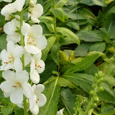 Toorts - Verbascum hybrid 'White Domino'