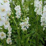 Verbascum phoeniceum 'Flush of White' - Paarse toorts - Verbascum phoeniceum 'Flush of White'