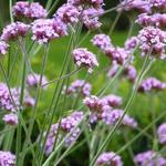 IJzerhard - Verbena bonariensis