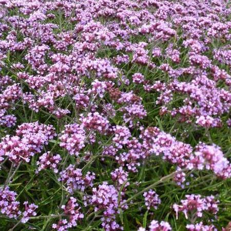 Ijzerhard Verbena Bonariensis Lollipop Vaste Planten Planten Online Kopen Tuinadvies