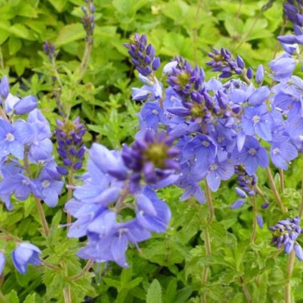 Veronica austriaca subsp. teucrium 'Royal Blue'