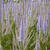 Veronicastrum virginicum 'Lavendelturm'