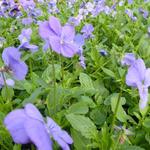 Viola cornuta 'Blaue Schönheit' - Viooltje