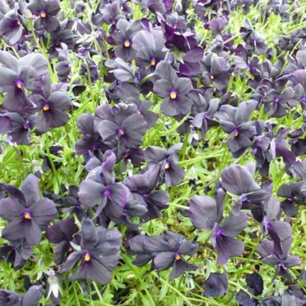 Zwarte viooltjes - Viola cornuta 'Molly Sanderson'