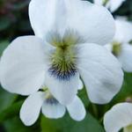 Maarts viooltje - Viola odorata 'Alba'