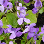 Viola odorata 'Vanilla' - Maarts viooltje